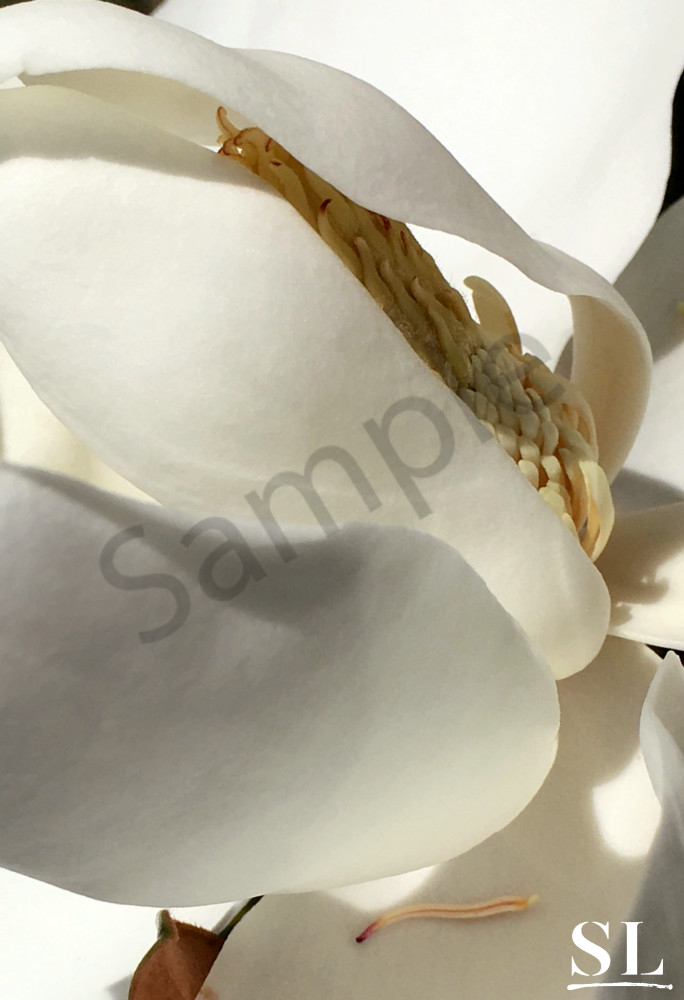 Magnolia Photography Art | slgparrish