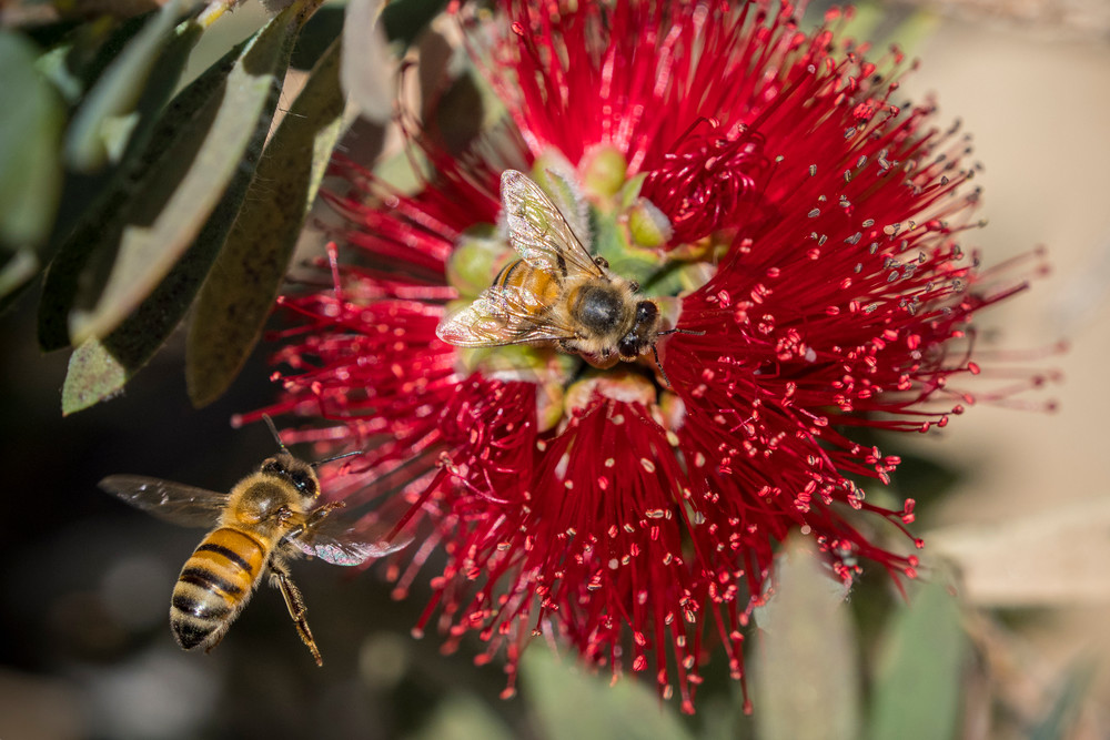 bees pollinating - fine art photography bees pollinating - fine art photography