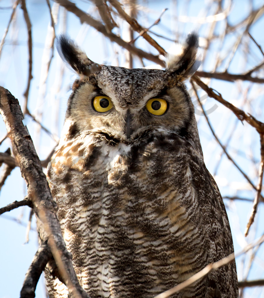 Great Horned Owl Photography Art | Barb Gonzalez Photography