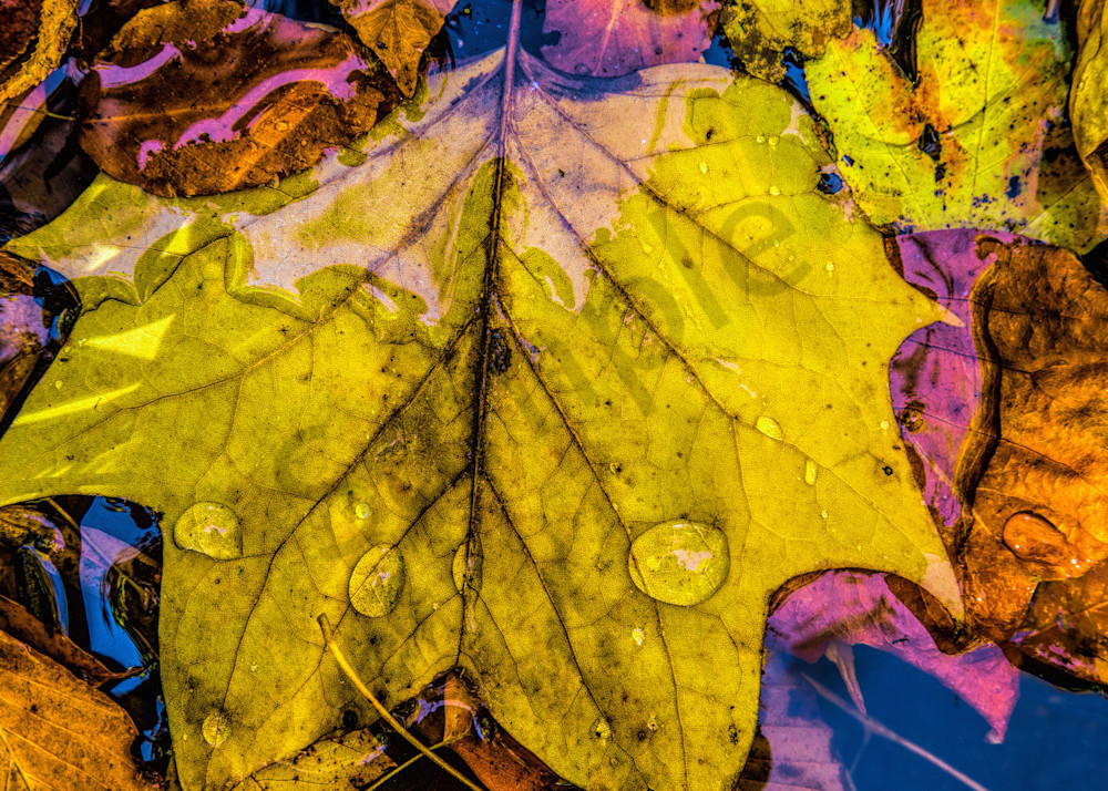 Raindrops on Leaves|Fine Art Photography by Todd Breitling|Todd Breitling Art