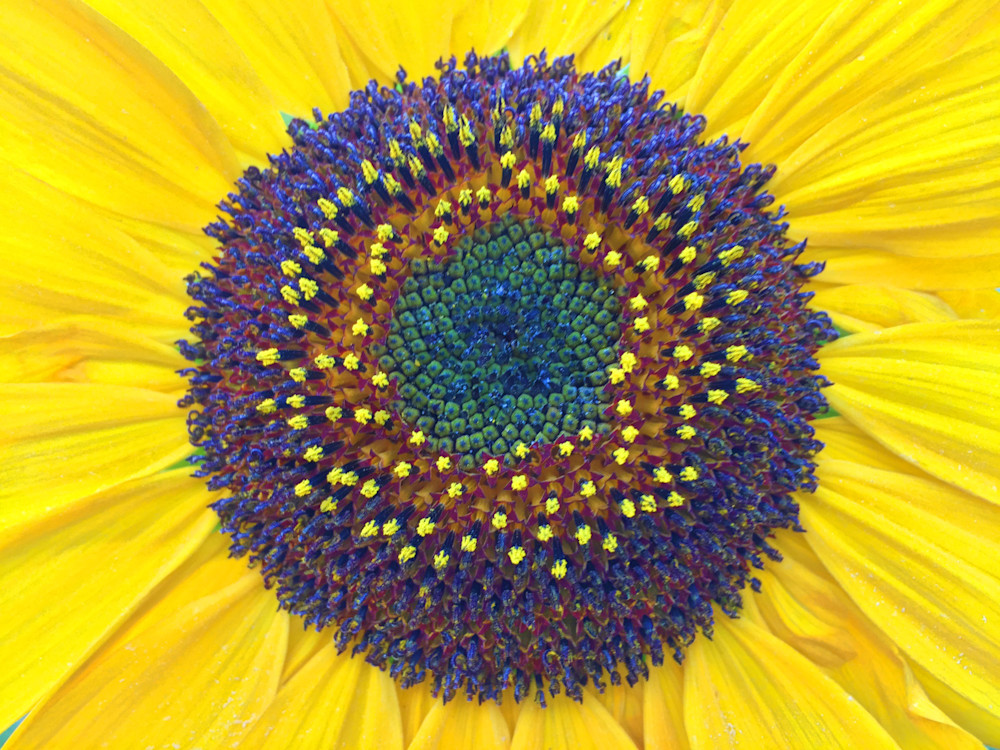 Summer Sunflower|Fine Art Photography by Todd Breitling|Flowers|Todd Breitling Art