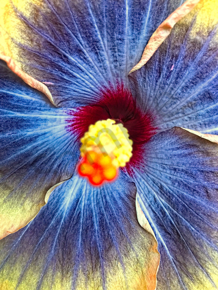 Hibiscus Flower|Fine Art Photography by Todd Breitling|Flowers|Todd Breitling Art