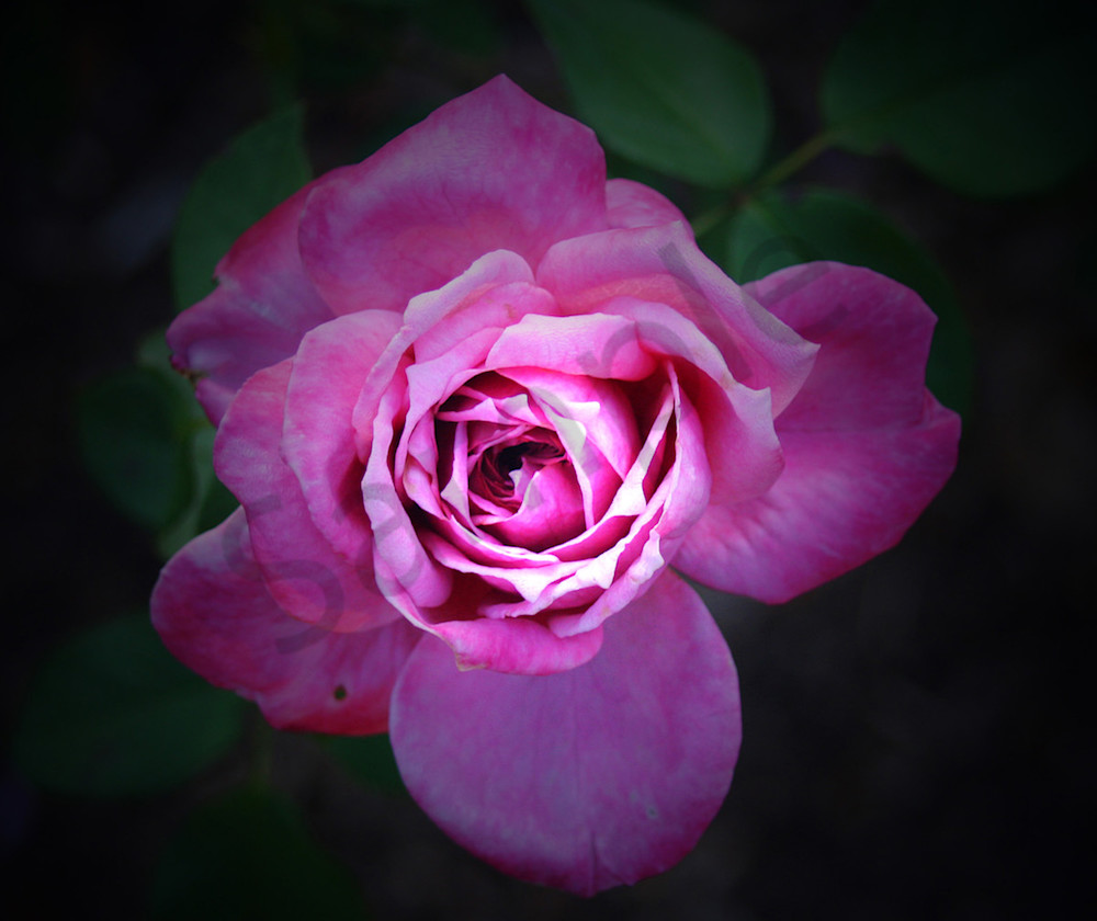 Gallica Rose|Fine Art Photography by Todd Breitling|Flowers|Todd Breitlin g Art