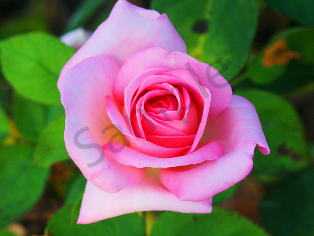 Hybrid Tea Rose|Fine Art Photography by Todd Breitling|Flowers|Todd Breitling Art