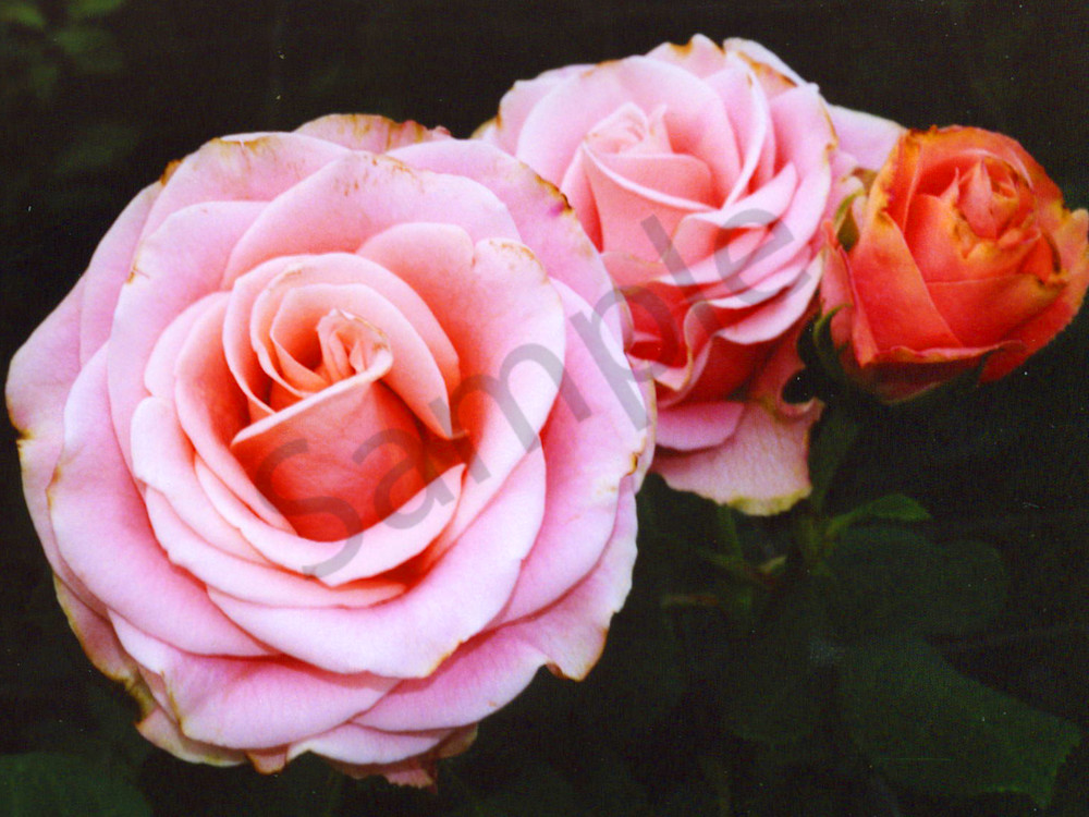 Pink Roses|Fine Art Photography by Todd Breitling|Flowers|Todd Breitling Art