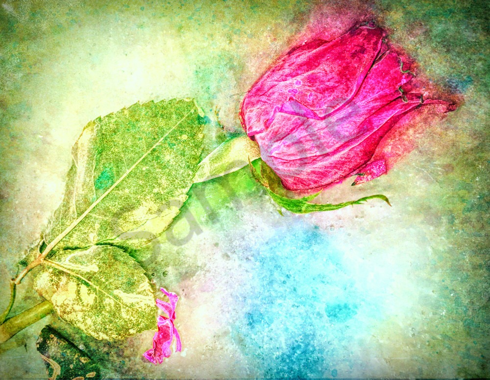 Frozen Rose|Fine Art Photography by Todd Breitling|Flowers|Todd Breitling Art