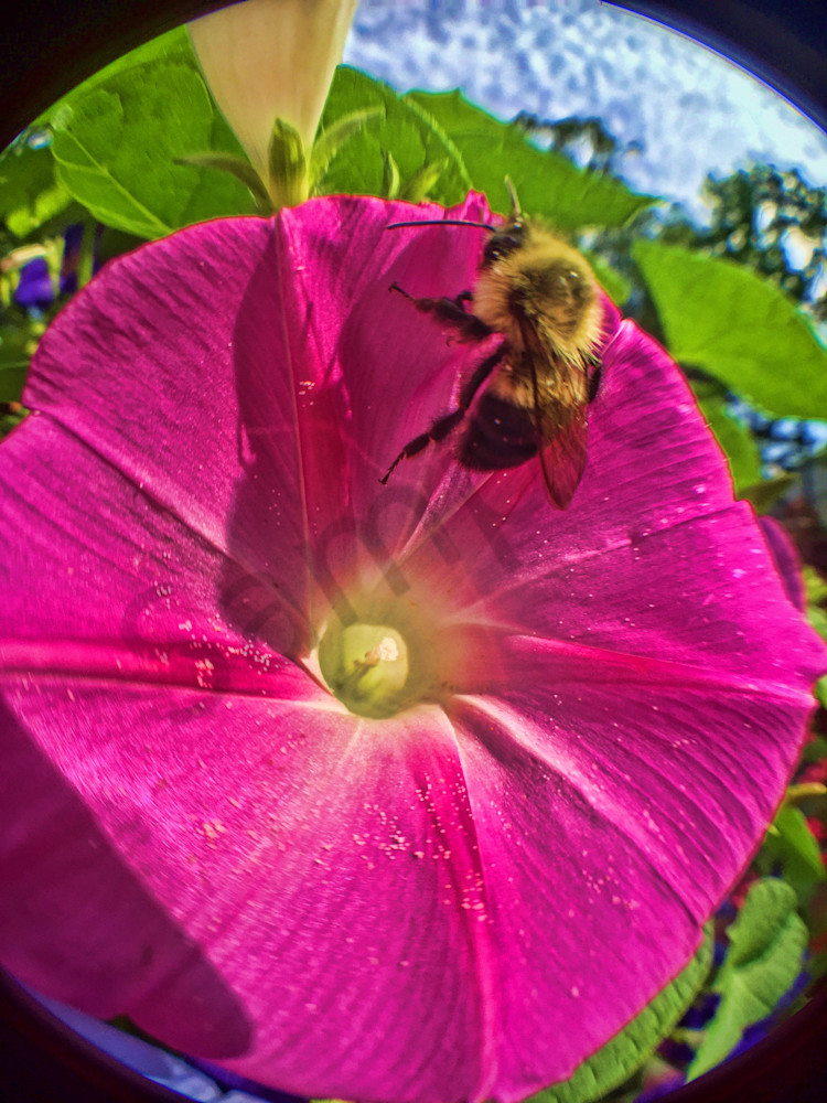 Bumblebee on Morning Glory|Fine Art Photography by Todd Breitling|Flowers|Todd Breitling Art