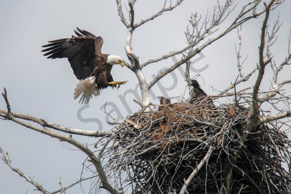 Eagles final approach - landing in the nest - fine art photography Eagles final approach - landing in the nest - fine art photography