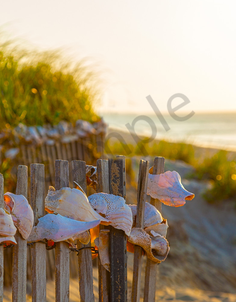 Dionis Shells