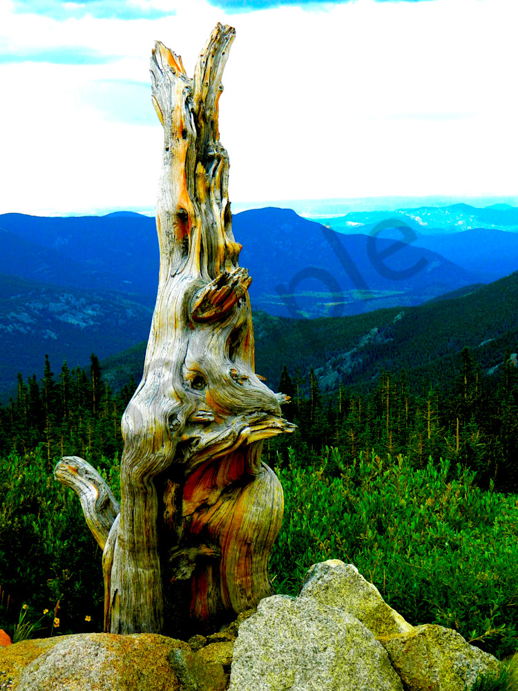 Tree Mt Evans - Photograph | Dewey Mann Art. Limited Edition Collection Photography by Artist Photographer Dewey Mann, Denver Colorado!