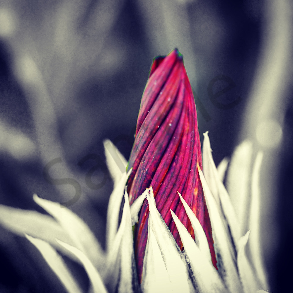 Purple Budding Ocra Photograph_Purp'ed - Photograph | Dewey Mann Art. Limited Edition Collection Photography by Artist Photographer Dewey Mann, Denver Colorado!