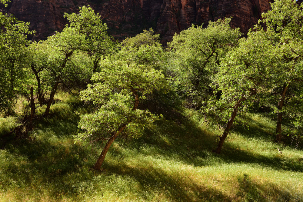 The Grotto Falling Shadows Zion National Park Photographs Utah Fine Art Prints On Metal Canvas Paper