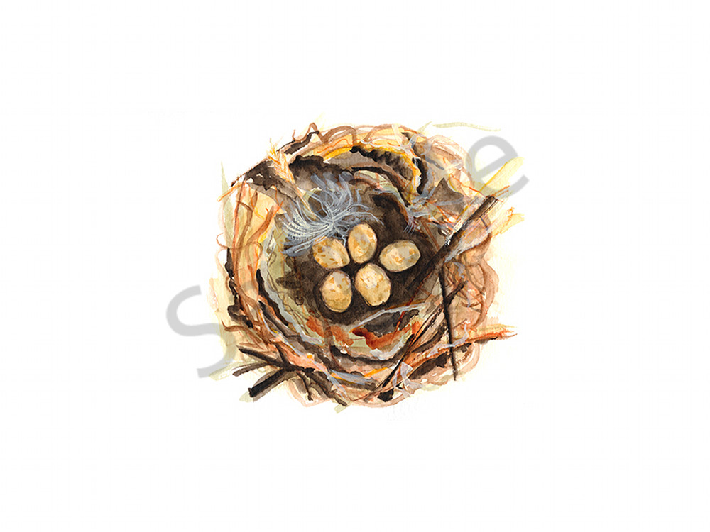 Bird Nest Study #5 Art | Digital Arts Studio / Fine Art Marketplace