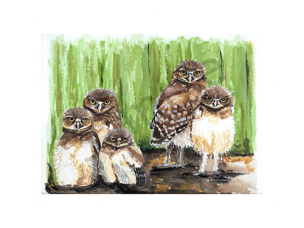 Young Burrowing Owls Art | Digital Arts Studio / Fine Art Marketplace
