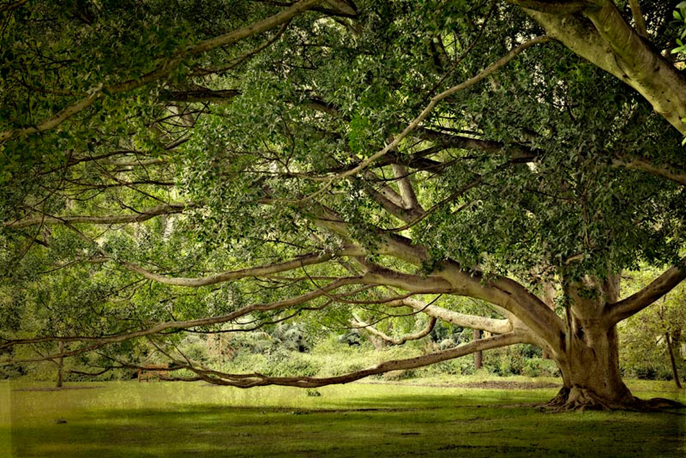 Under The Tree Art | AngsanaSeeds Photography