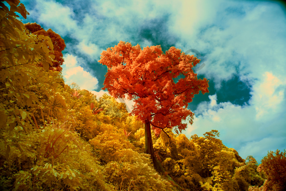 Cotton Wood Tree, Blue Mountain Photography Art | shawnangelski