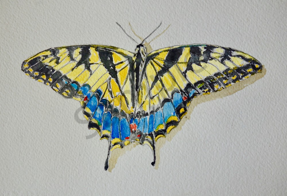 Tiger Swallowtail – Exhibits