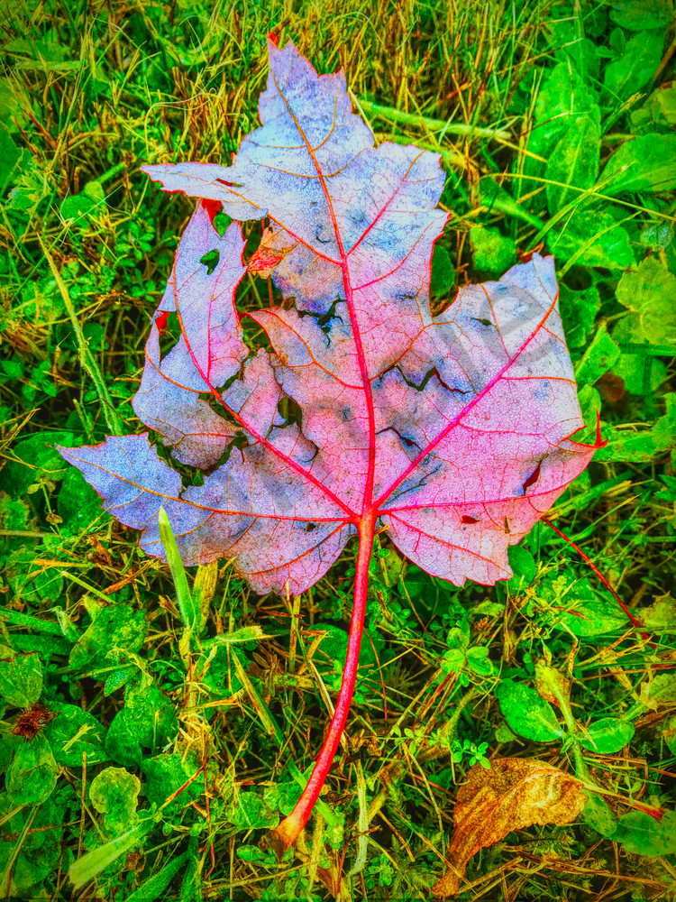 Red Leaf in Grass|Fine Art Photography by Todd Breitling|Trees and Leaves|Todd Breitling Art|