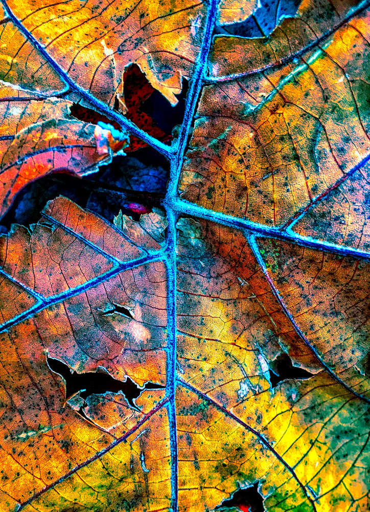 Leaf Decay|Fine Art Photography by Todd Breitling|Trees and Leaves|Todd Breitling Art