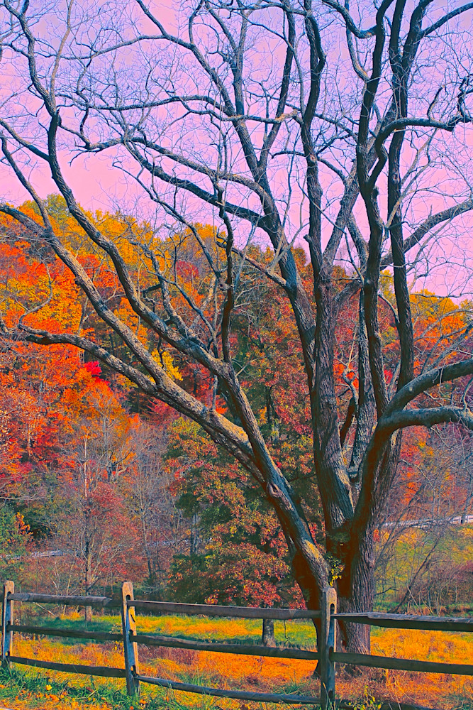 Old Tree Of Valley Forge|Fine Art Photography by Todd Breitling|Trees and Leaves|Todd Breitling Art