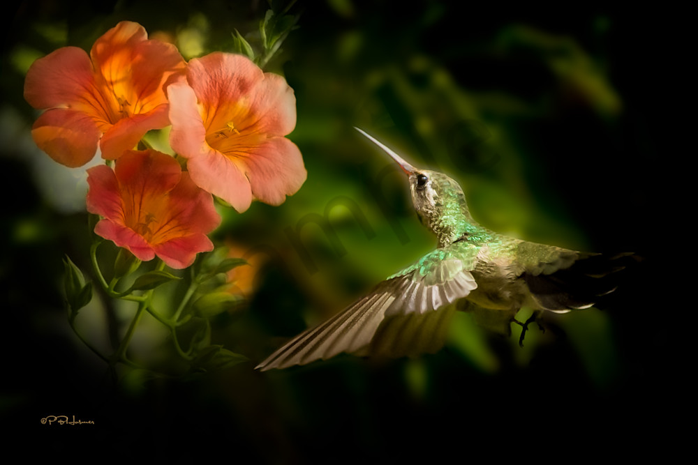 Hummingbird With Trumpet Flower Photography Art | HoofPrintsFineArt