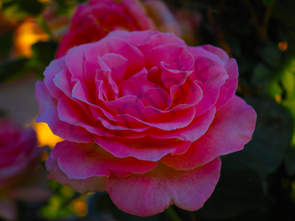 Full Bloom Pink Rose Photograph - Photograph | Dewey Mann Art. All photography is Limited Edition Collections by Artist Photographer Dewey Mann, Denver Colorado! Check out the Multi-Panel on Metal