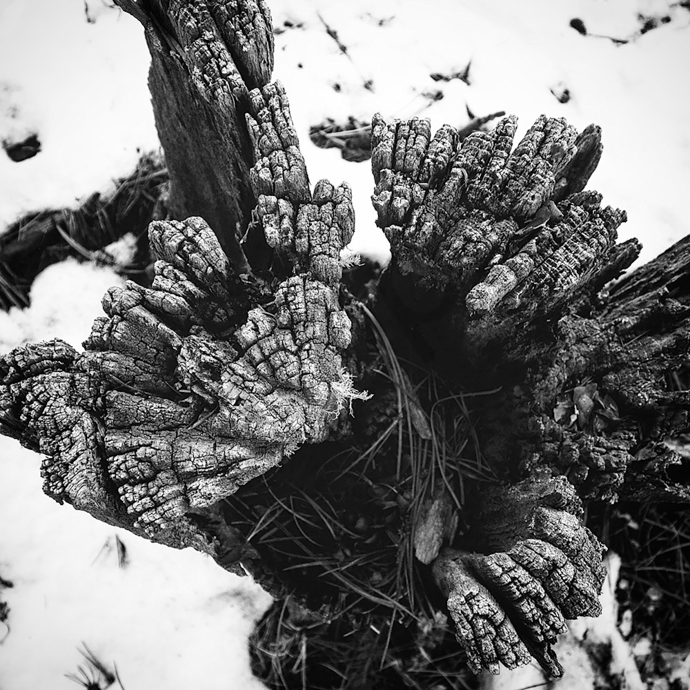 Old Tree Stump Black & White Photograph - Photograph | Dewey Mann Art. Limited Edition Collection Photography by Artist Photographer Dewey Mann, Denver Colorado!