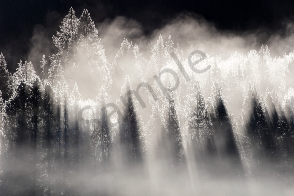 Forest Wall Art | Robbie George Photography
