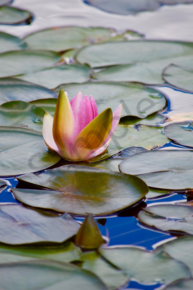 Lily Pads