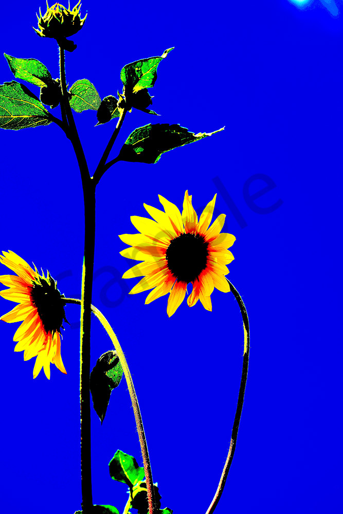 Sunflowers