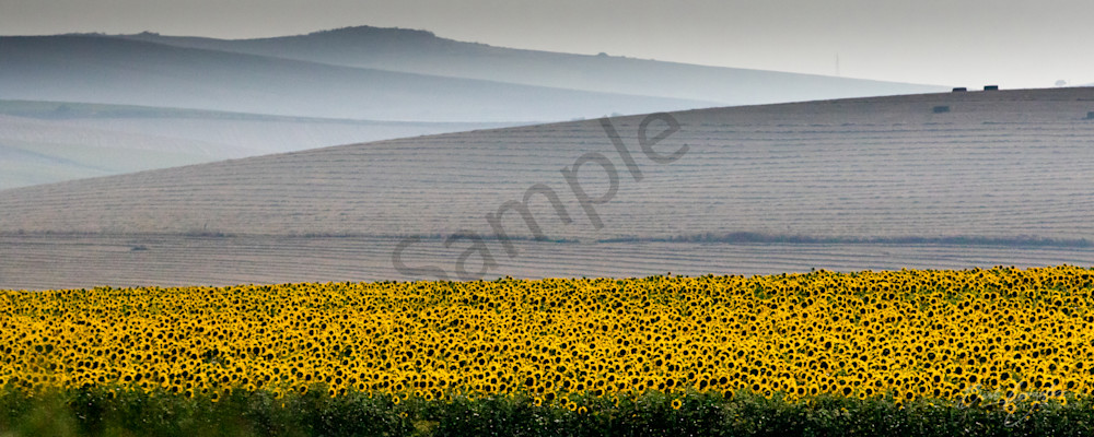 Sunflower Fields Outside Seville, Spain Photography Art | Barb Gonzalez Photography