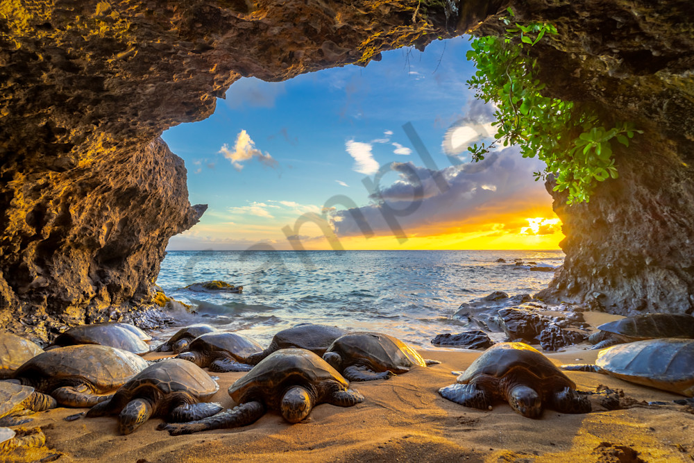 Hawaii Nature Photography | Honu Cove by Peter Tang