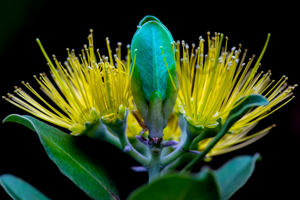 Hawaii Florals | Ohia Symmetry by William Weaver