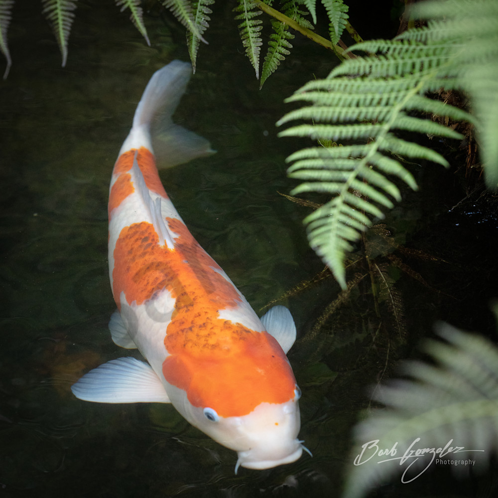 Perfect Koi and Fern photo for sale  by Barb Gonzalez Photography