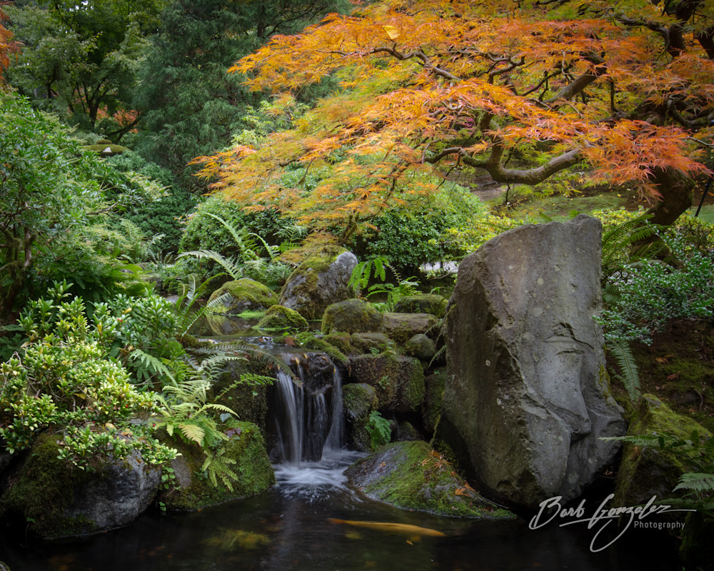 Autumn tree color in this photo of Portland Japanese Gardens for sale by Barb Gonzalez Photography