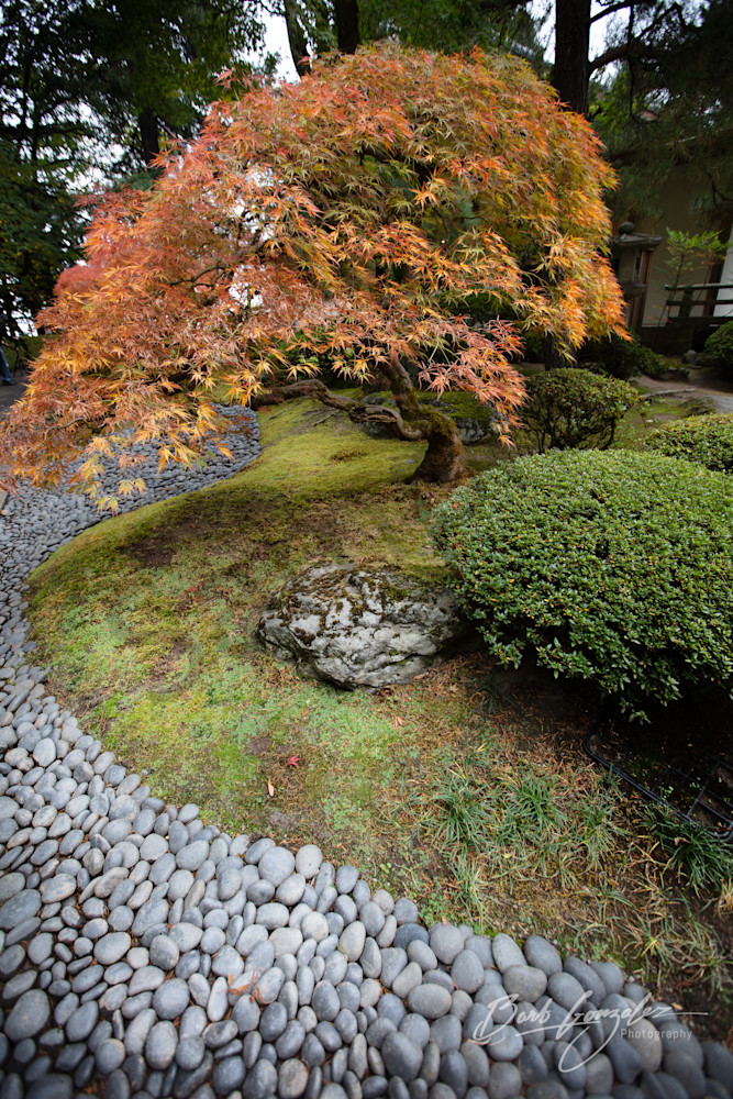 Portland Japanese Gardens Rock River And Maple In Autumn Fine Art