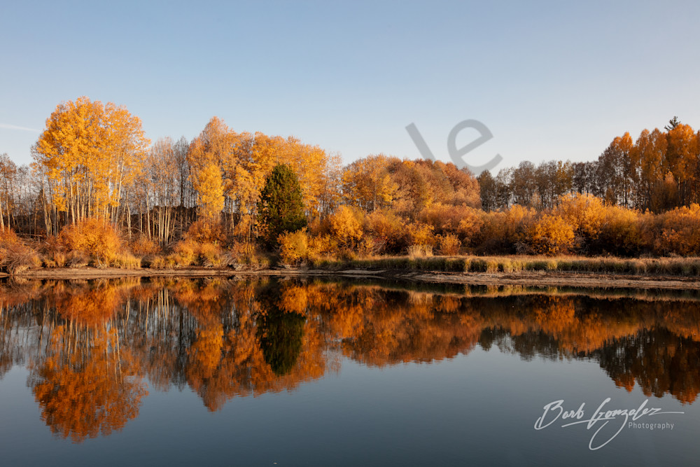 Autumn Trees Golden Hour Deschutes River photo for sale by Barb Gonzalez Photography
