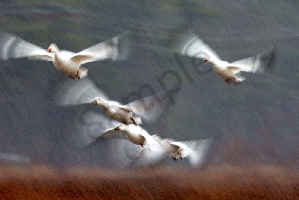 Wings Of Independence - Snow Goose Flight Photography by Robbie George