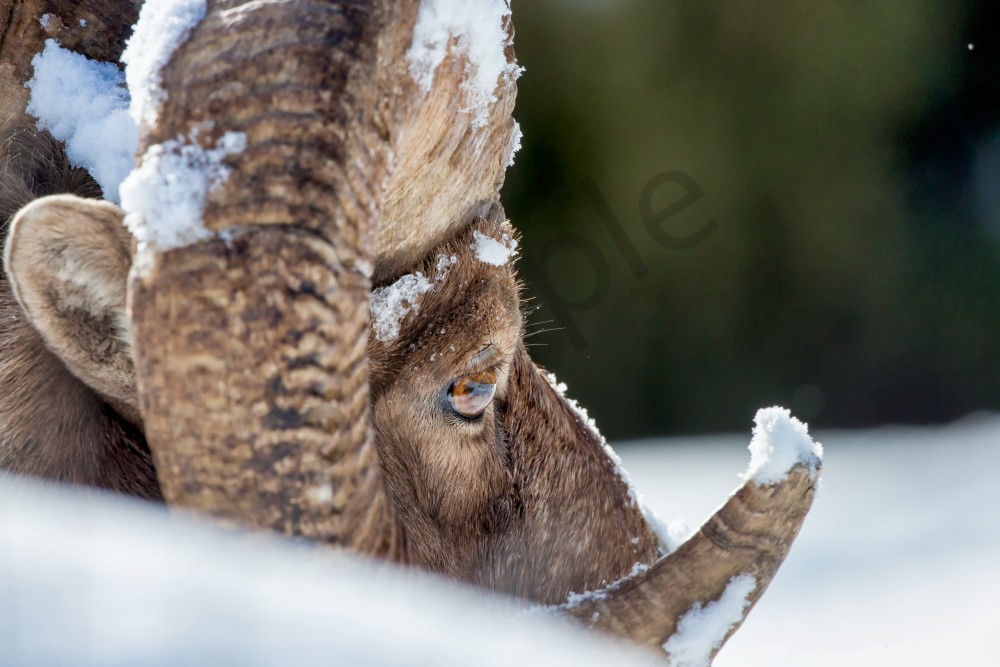 'Wild Bighorn Sheep' - A Glimpse into Wyoming's Wildlife by Robbie George Photography.