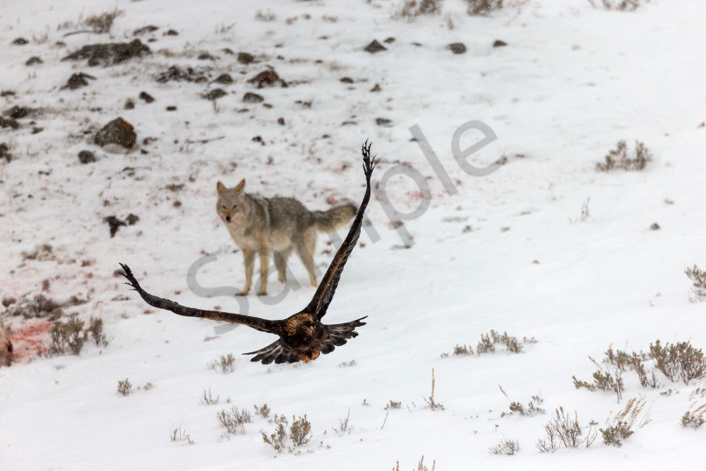 Wildlife Photography Prints | Robbie George Photography