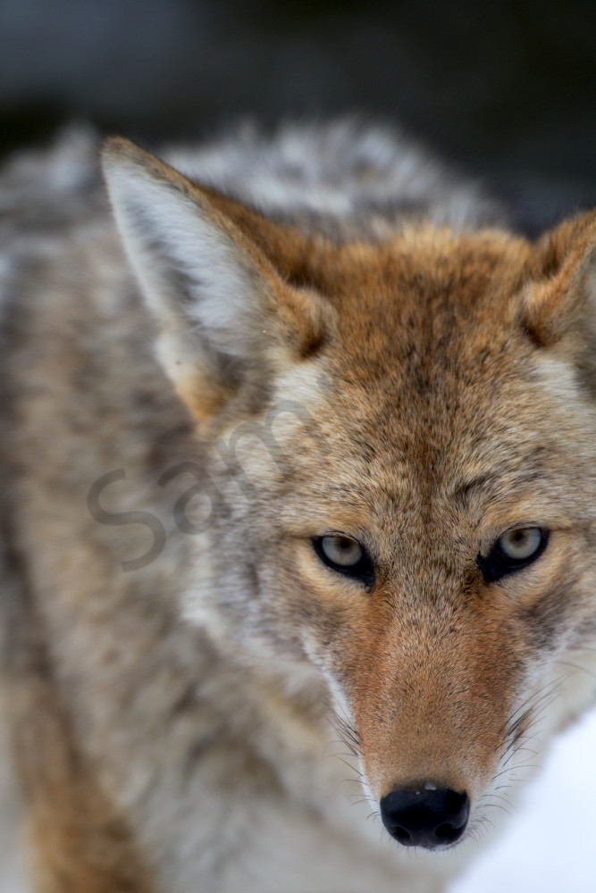 Coyote Eyes - Intense Wildlife Photography by Robbie George