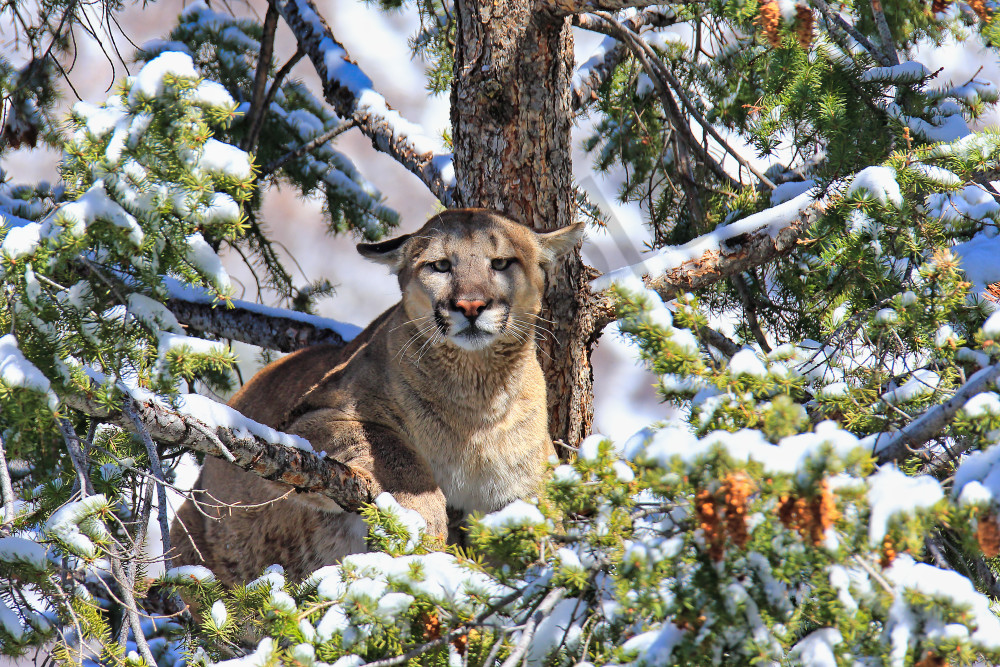 Mountain Lion in the Wild - 'Majestic Gaze' Photo by Robbie George