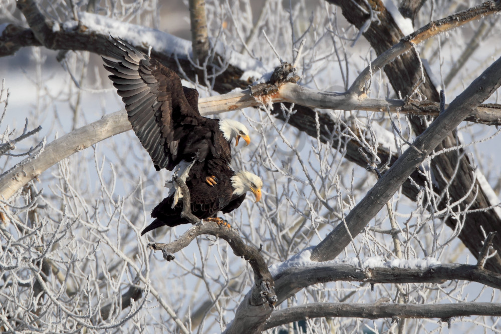 Bald Eagle | Robbie George Photography