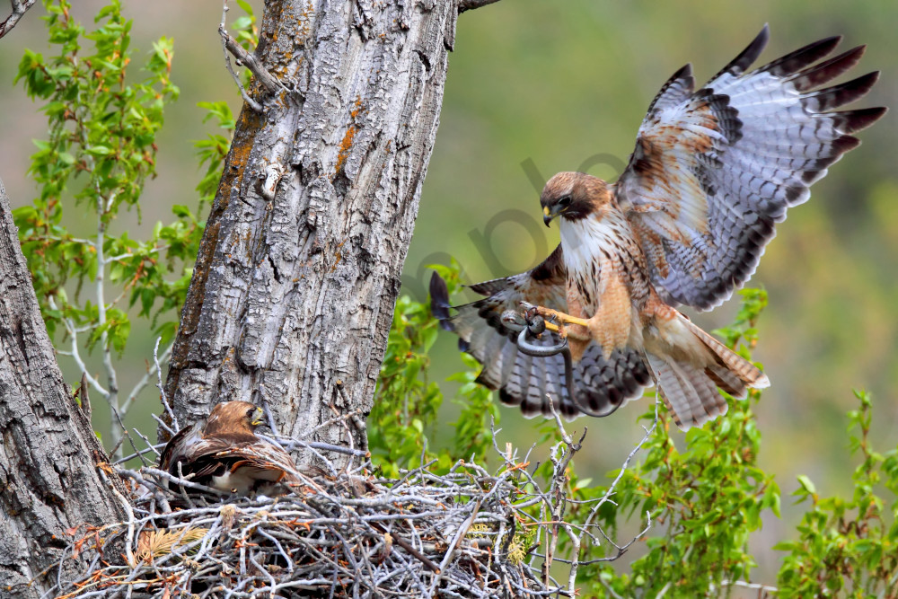 Red Tailed Hawk | Robbie George Photography