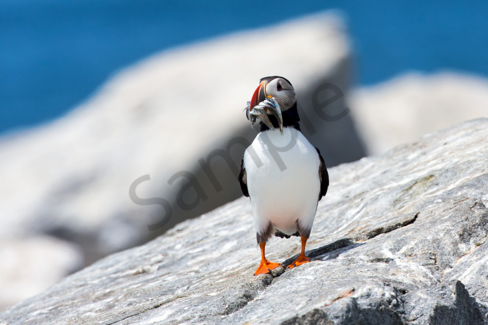 Virtue Of Patience - Atlantic Puffin in Maine | Robbie George Photography