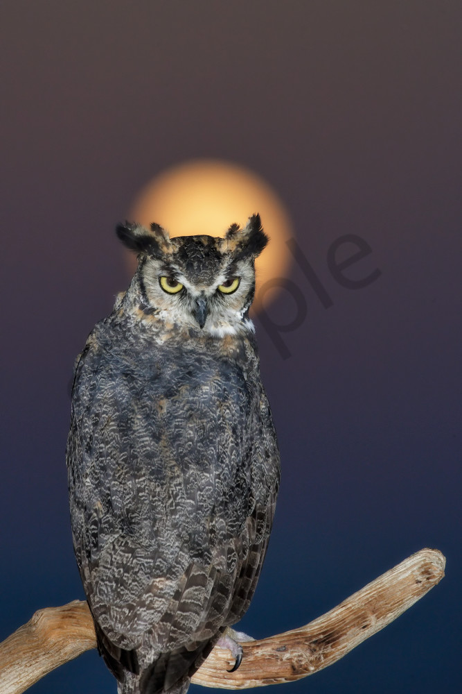 Cosmic Symphony - Enchanting Owl Photography by Robbie George