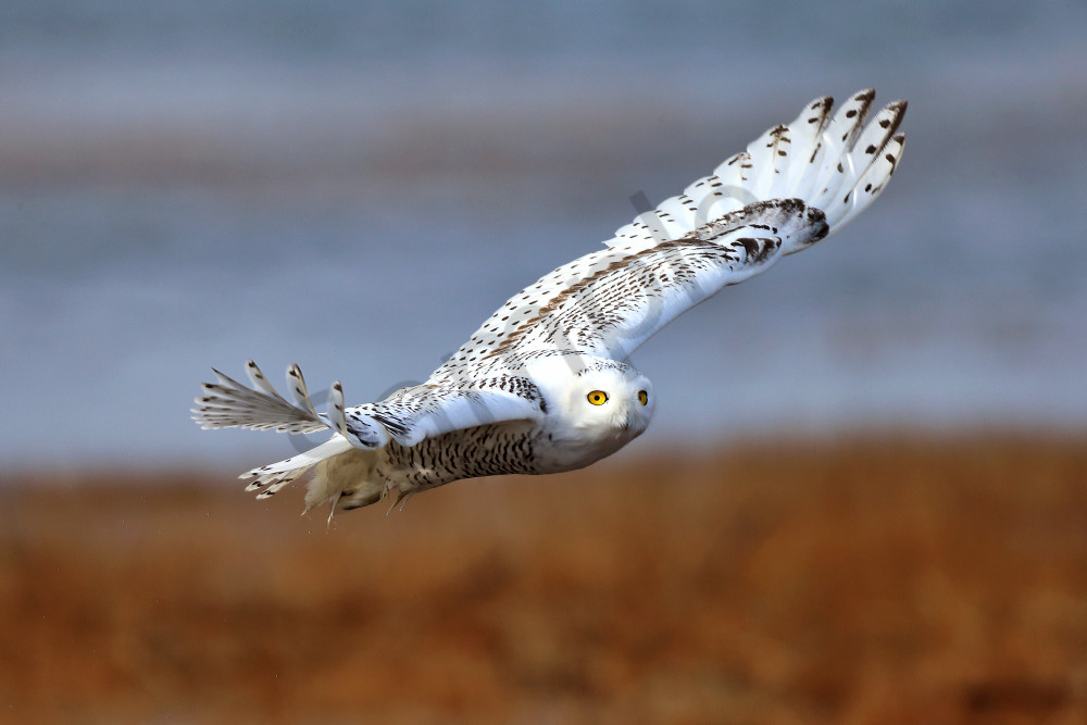 Snowy Owl Flying | Robbie George Photography