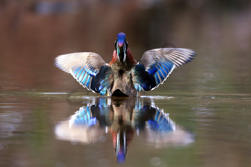Something Beautiful - Drake Wood Duck in North Carolina | Robbie George Photography
