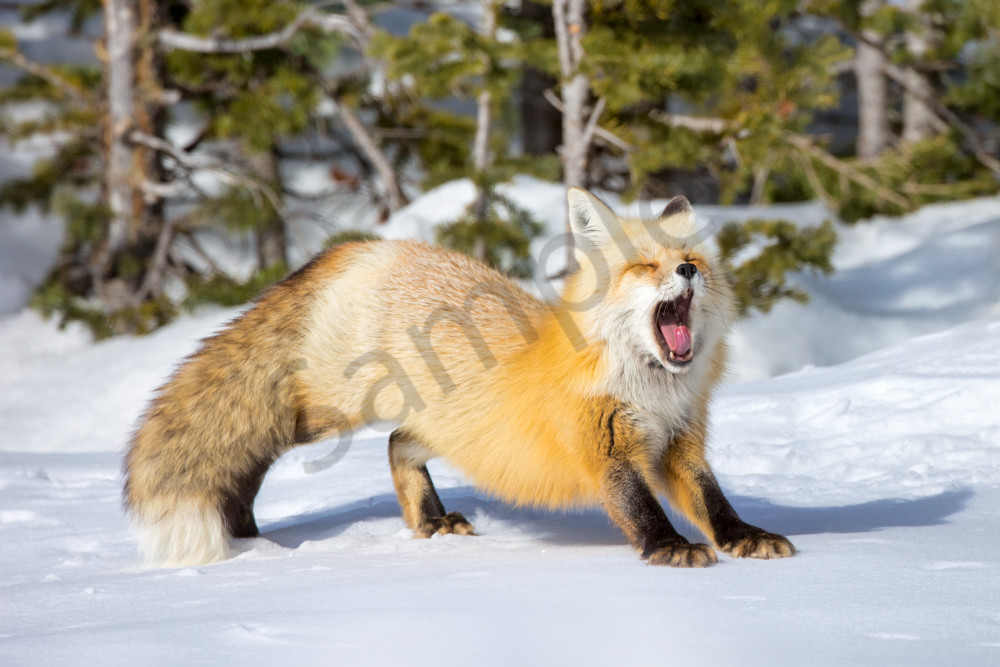 Patience - Captivating Red Fox Wildlife Photography by Robbie George