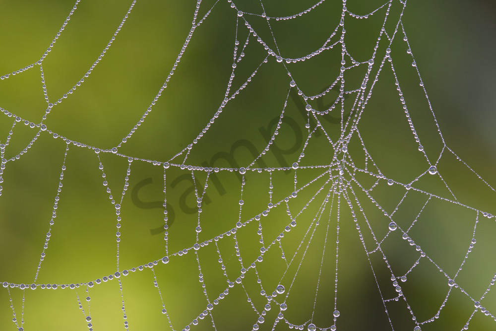 Cobwebs Of The Mind - Dew-Laden Cobweb Photography by Robbie George